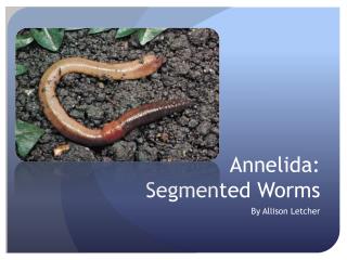 Annelida: Segmented W orms