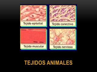 TEJIDOS ANIMALES