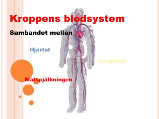 Kroppens blodsystem