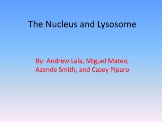 The Nucleus and Lysosome