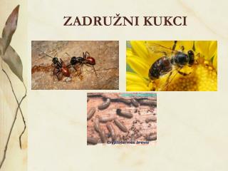 ZADRUŽNI KUKCI