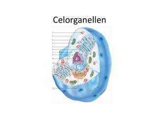 Celorganellen