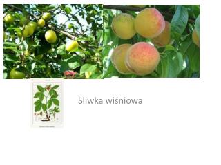 Swliwa wiśniowa