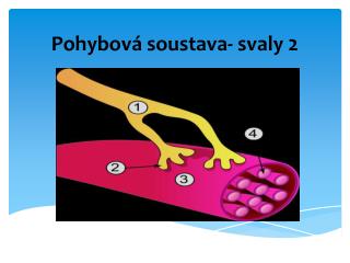 Pohybová soustava- svaly 2