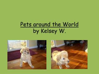 Pets around the World by Kelsey W.