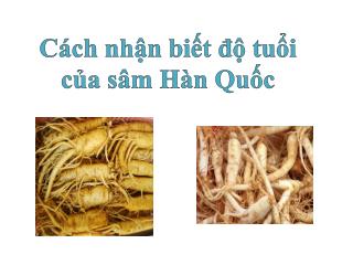 Cách nhận biết độ tuổi của sâm Hàn Quốc