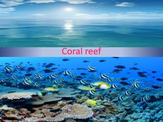 Coral reef