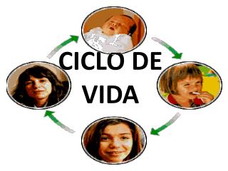 CICLO DE VIDA