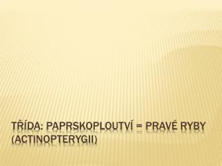 Třída: Paprskoploutví = Pravé ryby ( Actinopterygii )