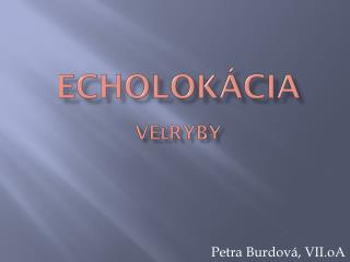Echolokácia veľryby