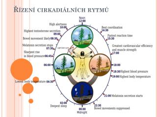 Řízení cirkadiálních rytmů