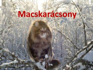 Macskarácsony