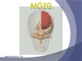 Mózg