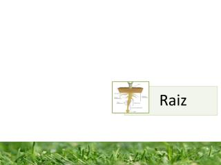 A Raiz
