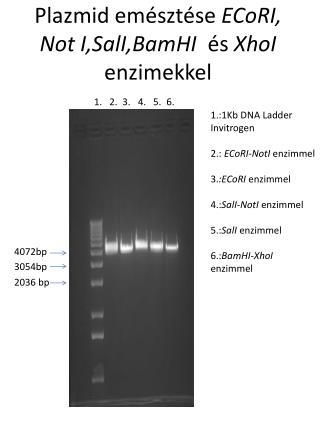 Plazmid emésztése ECoRI , Not I, SalI , BamHI és XhoI enzimekkel