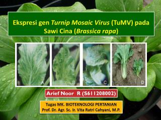 Ekspresi gen Turnip Mosaic Virus (TuMV) pada Sawi Cina ( Brassica rapa )