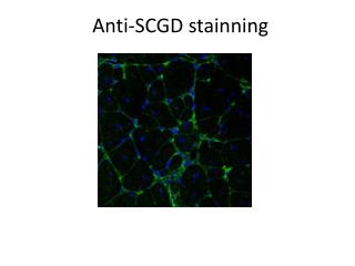 Anti-SCGD stainning