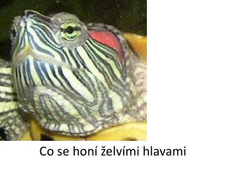 Co se honí želvími hlavami