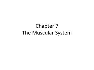 Chapter 7 The Muscular System