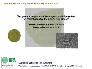 The genome sequence of Melampsora larici- populina the causal agent of the poplar rust disease