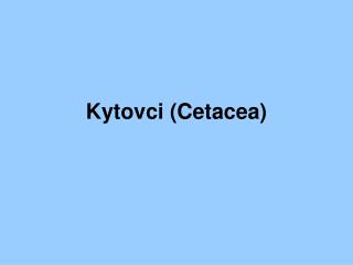 Kytovci ( Cetacea )