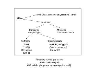 CNS Glia