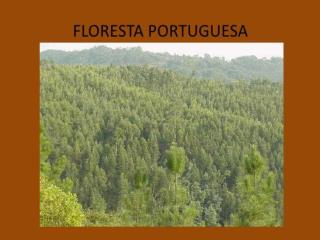 A Floresta