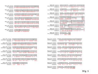 Maize BS7 protein MVTSSKGKVCVTGASGFVASWLIKRLLESGYHVVGTVRDPGNHQKTAHLW