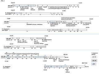 5 rrgA-like pilus-associated adhesin C-terminal peptidoglycan-binding motif