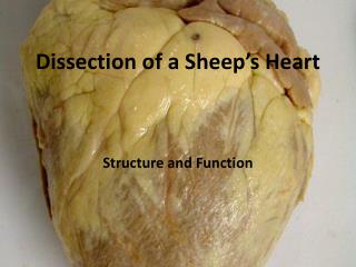 Dissection of a Sheep’s Heart