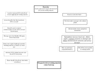 Exercise Leads to decreased oxygen and increased CO2 in the working muscles