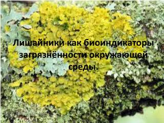 Лишайники как биоиндикаторы загрязнённости окружающей среды.