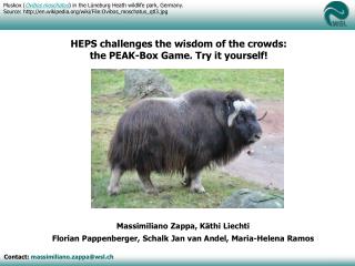 HEPS challenges the wisdom of the crowds: the PEAK-Box Game. Try it yourself!