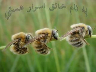 به نام خالق اسرار هستي