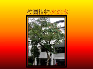 校園植物 - 火焰木