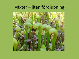 Växter – liten fördjupning