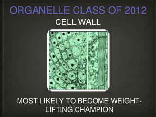 MOST LIKELY TO BECOME WEIGHT-LIFTING CHAMPION