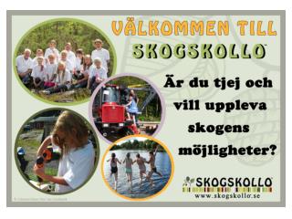 Skogskollo sommaren 2014