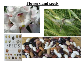 Flowers and seeds
