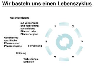 Wir basteln uns einen Lebenszyklus