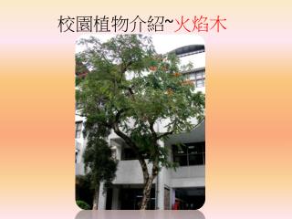 校園 植物介紹 ~ 火焰木