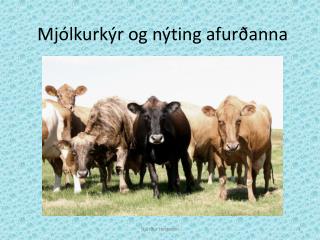 Mjólkurkýr og nýting afurðanna