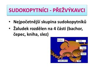 SUDOKOPYTNÍCI - PŘEŽVÝKAVCI