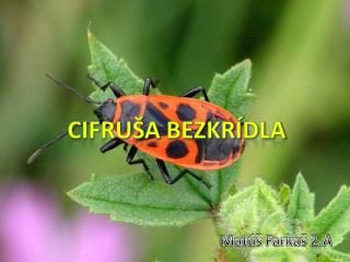 Cifruša bezkrídla