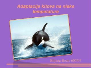 Adaptacije kitova na niske tempetature