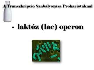 A Transzkripció S zabályozása P rokariótáknál - laktóz (lac) operon