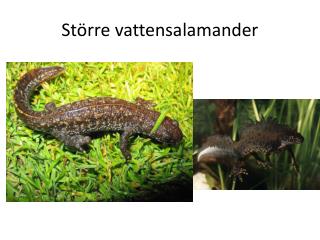 Större vattensalamander