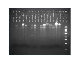 Dye Only MS - SPN-221B RJL - Aldie RNB - Chantilly DJS - Marcel TM - T 2 B 2 λ Standard 10 µl