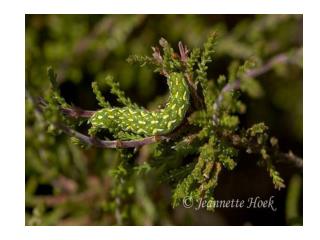 Rups en vlinder