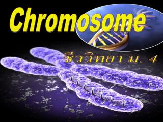 Chromosome